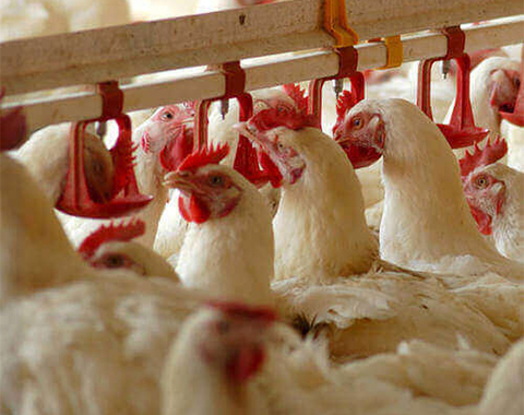 Poultry Products Supplier