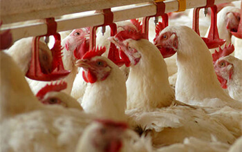 Poultry Products